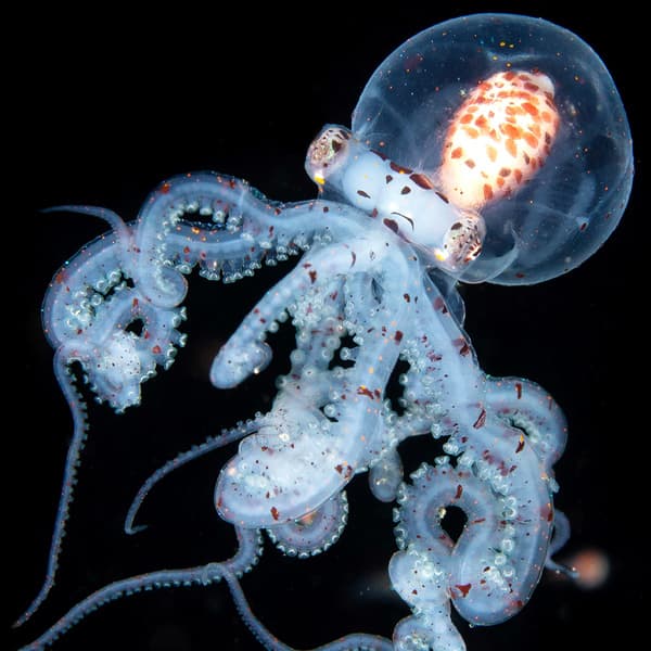 Kogia's Oceanic Library