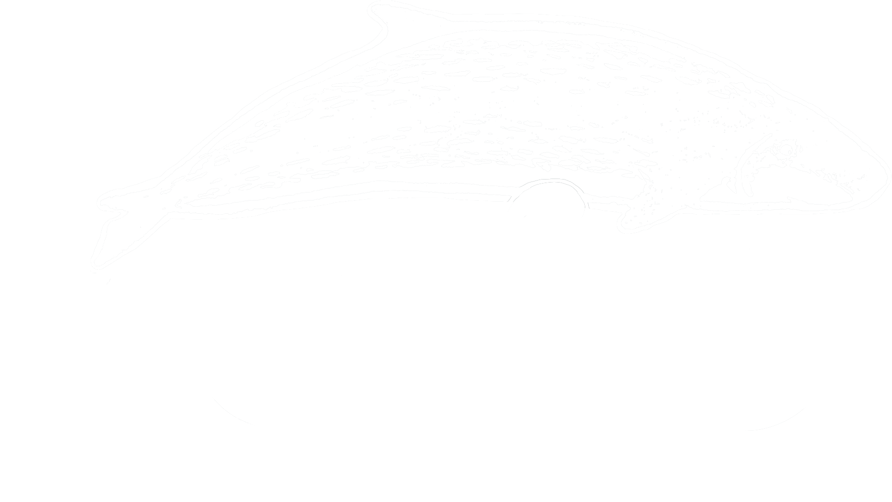 Kogia Logo